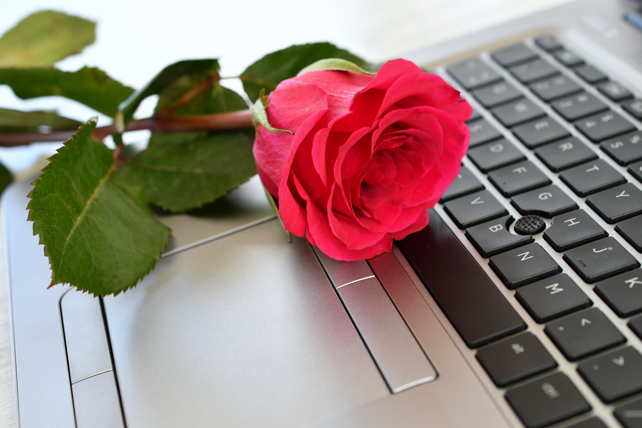 Rose auf Laptop Tastatur