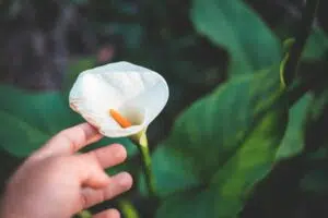 Calla