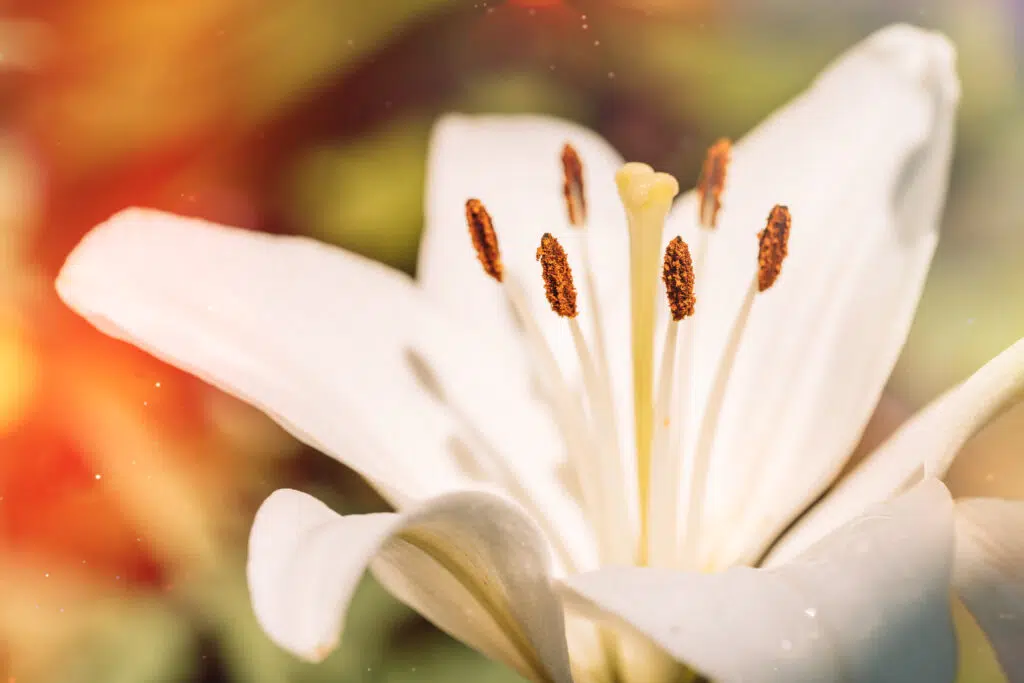 Brautsträuße für den Sommer- Ideen und Tipps Brautsträuße für den Sommer- Ideen und Tipps