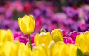 Brautsträuße für den Sommer- Ideen und Tipps