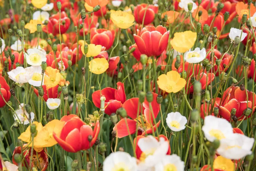 Brautsträuße für den Sommer- Ideen und Tipps Bunte Wiesenblumen