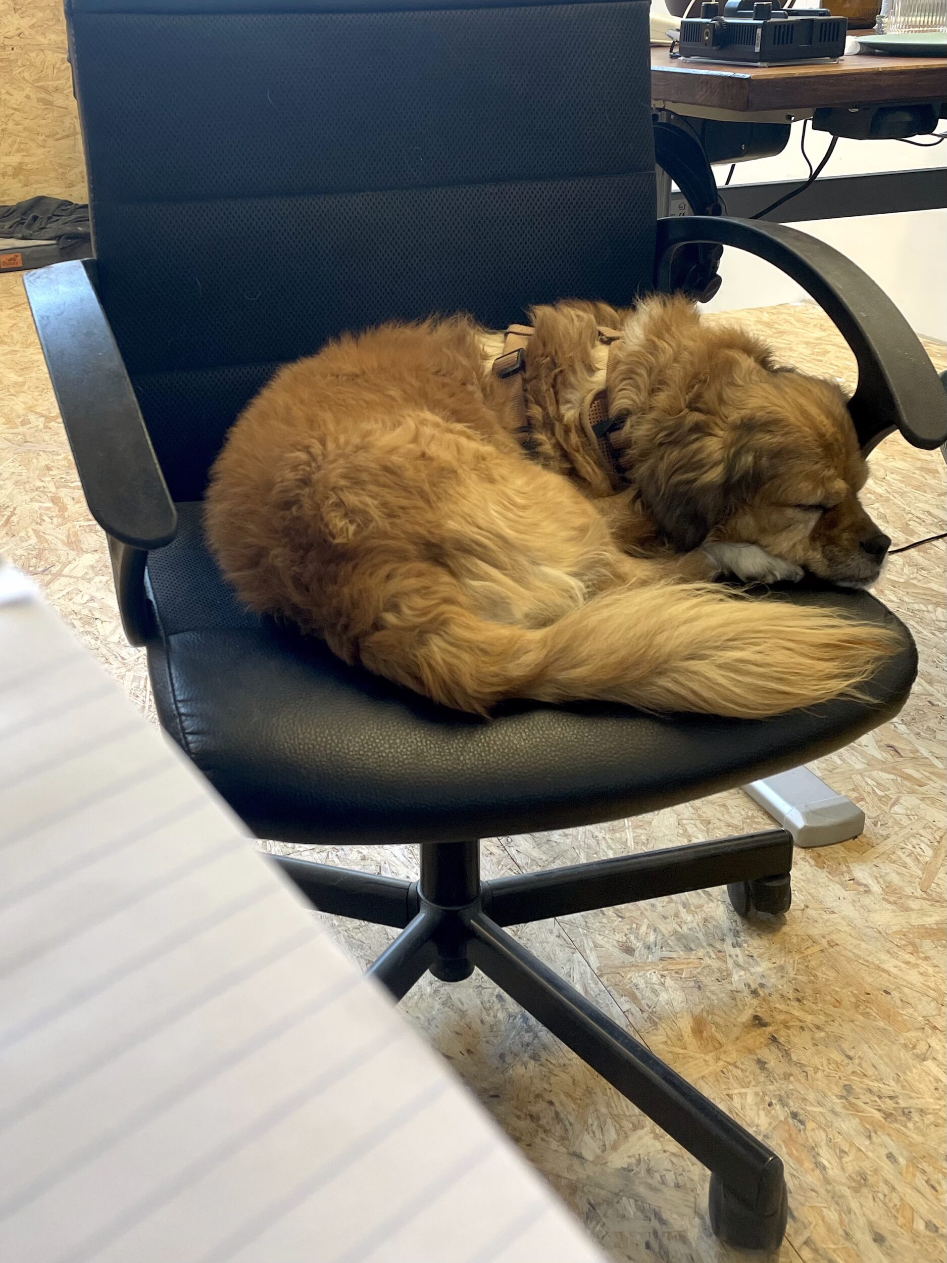 Unser Bürohund Heather